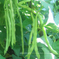 HBE07 Kaifa verde OP semillas de judías en semillas de hortalizas en venta
